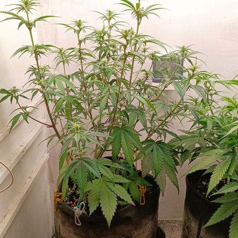 Gorilla Cookies Auto growlog timeline photo