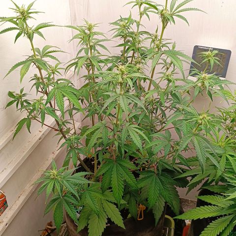 Gorilla Cookies Auto growlog timeline photo