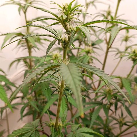 Gorilla Cookies Auto growlog timeline photo