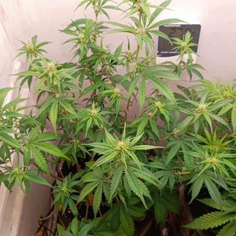 Gorilla Cookies Auto growlog timeline photo