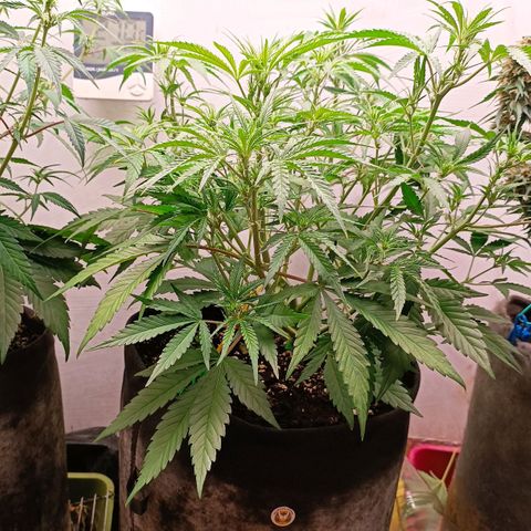 Gorilla Cookies Auto growlog timeline photo
