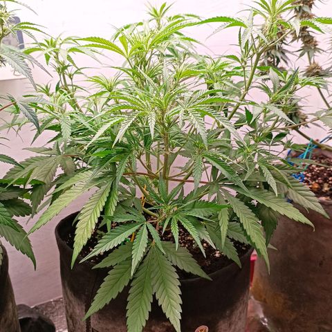 Gorilla Cookies Auto growlog timeline photo
