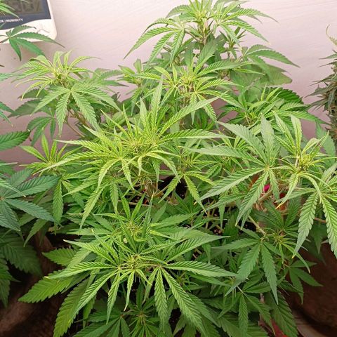 Gorilla Cookies Auto growlog timeline photo