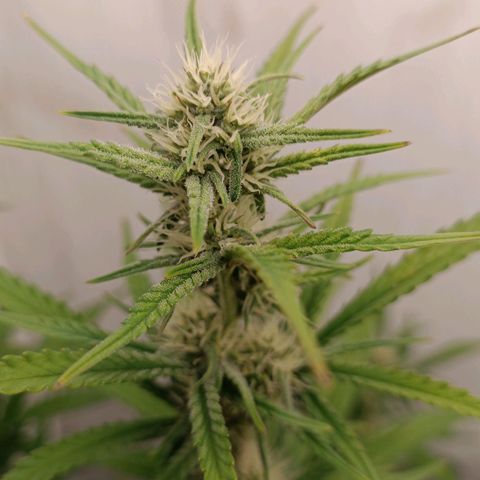 Gorilla Cookies Auto growlog timeline photo