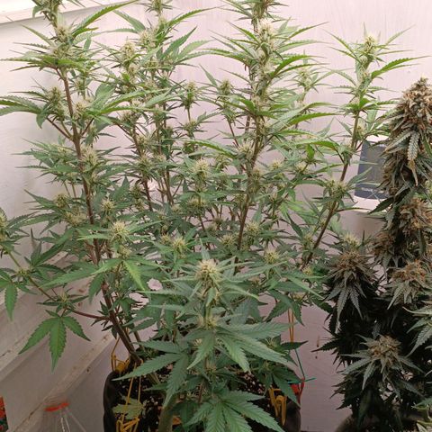 Gorilla Cookies Auto growlog timeline photo