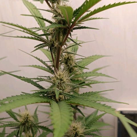 Gorilla Cookies Auto growlog timeline photo