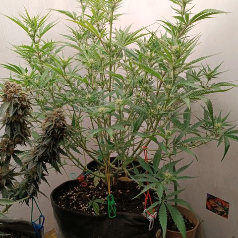 Gorilla Cookies Auto growlog timeline photo