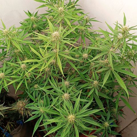 Gorilla Cookies Auto growlog timeline photo