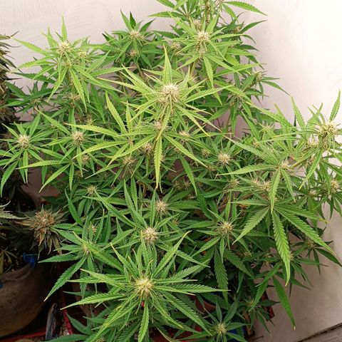 Gorilla Cookies Auto growlog timeline photo