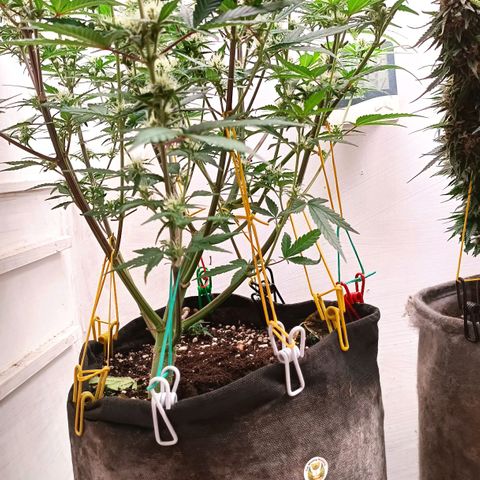 Gorilla Cookies Auto growlog timeline photo