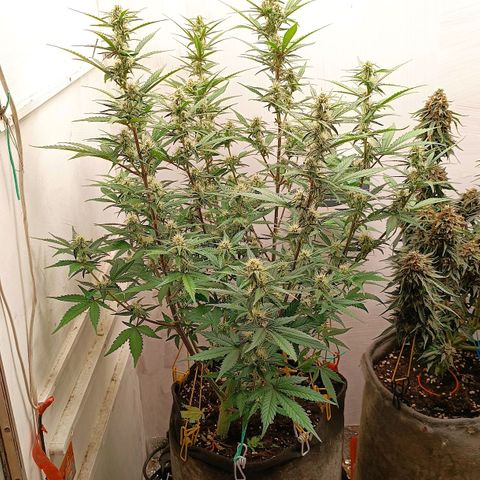 Gorilla Cookies Auto growlog timeline photo