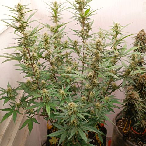 Gorilla Cookies Auto growlog timeline photo
