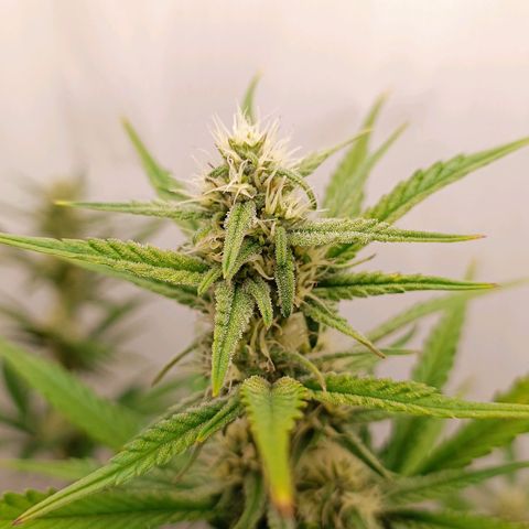 Gorilla Cookies Auto growlog timeline photo
