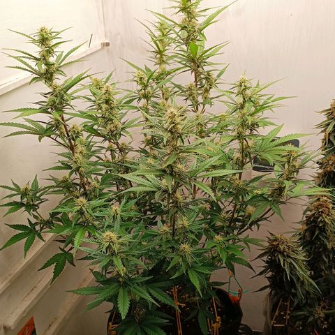 Gorilla Cookies Auto growlog timeline photo