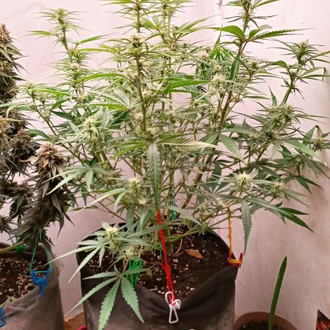 Gorilla Cookies Auto growlog timeline photo