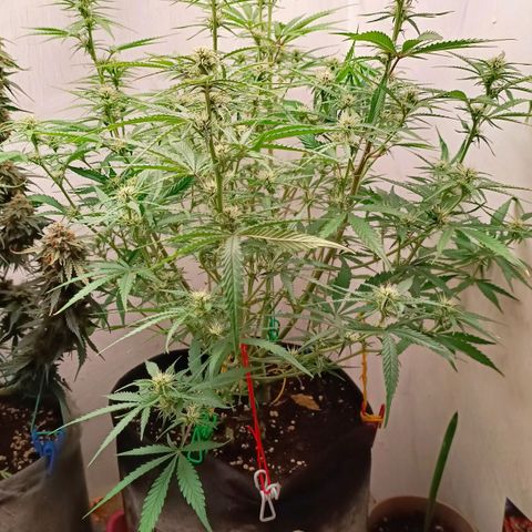 Gorilla Cookies Auto growlog timeline photo