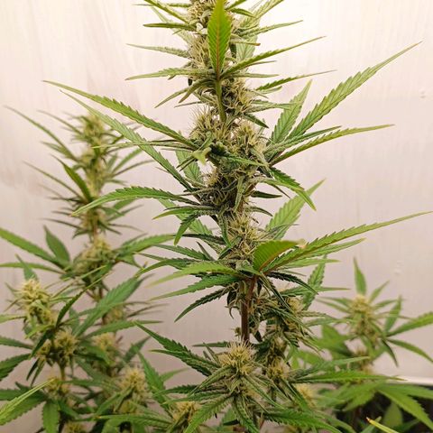 Gorilla Cookies Auto growlog timeline photo