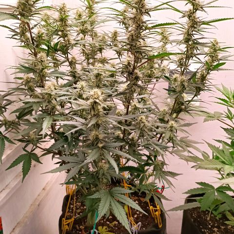 Gorilla Cookies Auto growlog timeline photo