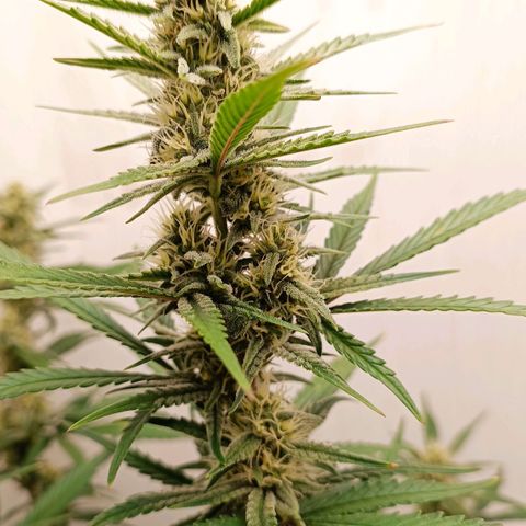 Gorilla Cookies Auto growlog timeline photo
