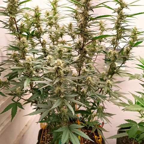 Gorilla Cookies Auto growlog timeline photo