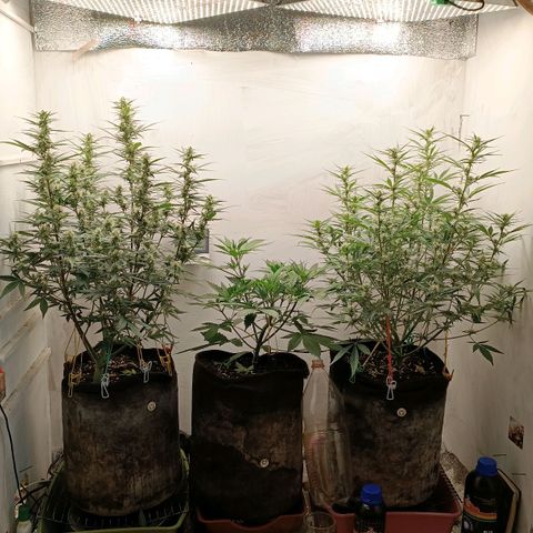 Gorilla Cookies Auto growlog timeline photo