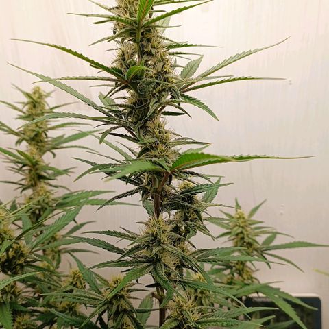 Gorilla Cookies Auto growlog timeline photo