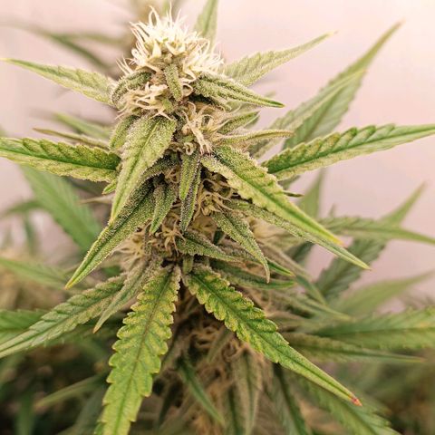 Gorilla Cookies Auto growlog timeline photo