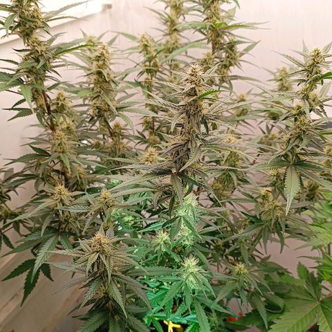 Gorilla Cookies Auto growlog timeline photo