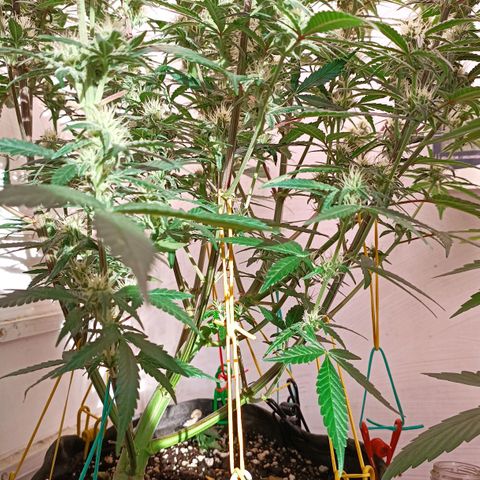 Gorilla Cookies Auto growlog timeline photo