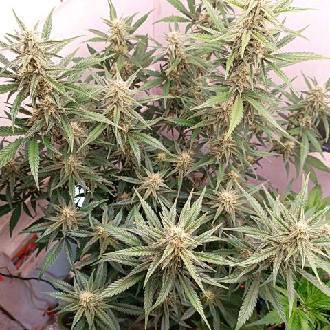 Gorilla Cookies Auto growlog timeline photo