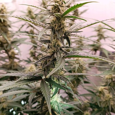 Gorilla Cookies Auto growlog timeline photo
