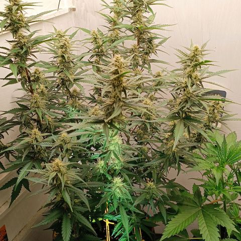Gorilla Cookies Auto growlog timeline photo