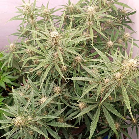 Gorilla Cookies Auto growlog timeline photo