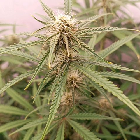 Gorilla Cookies Auto growlog timeline photo