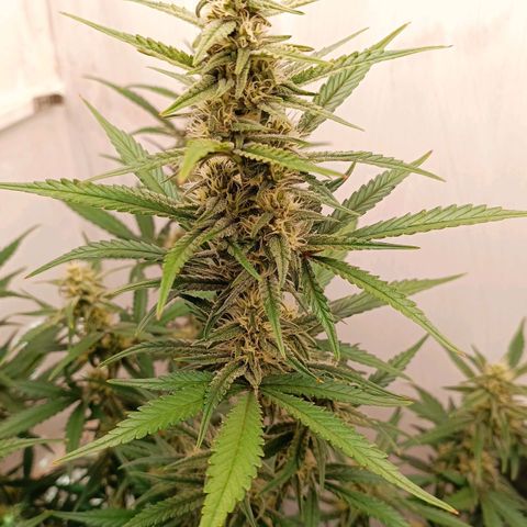 Gorilla Cookies Auto growlog timeline photo