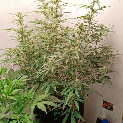 Gorilla Cookies Auto growlog timeline photo