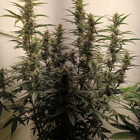 Gorilla Cookies Auto growlog timeline photo