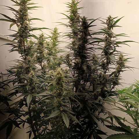 Gorilla Cookies Auto growlog timeline photo