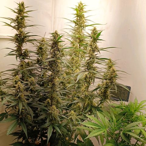 Gorilla Cookies Auto growlog timeline photo