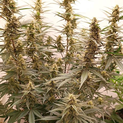 Gorilla Cookies Auto growlog timeline photo