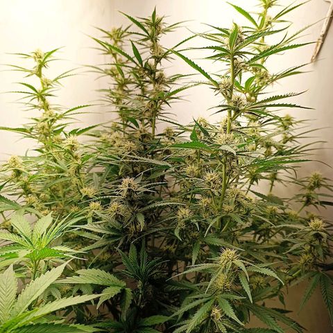 Gorilla Cookies Auto growlog timeline photo