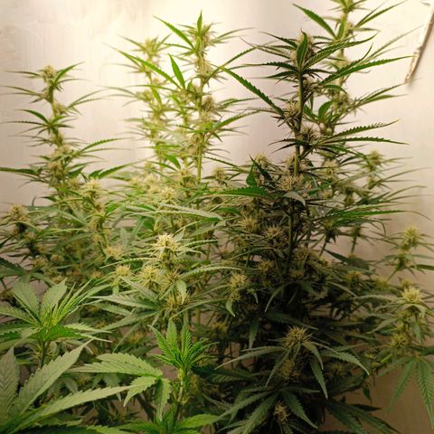 Gorilla Cookies Auto growlog timeline photo