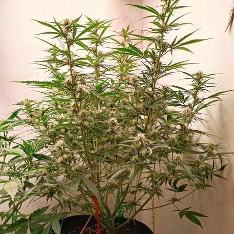 Gorilla Cookies Auto growlog timeline photo