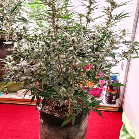 Gorilla Cookies Auto growlog timeline photo