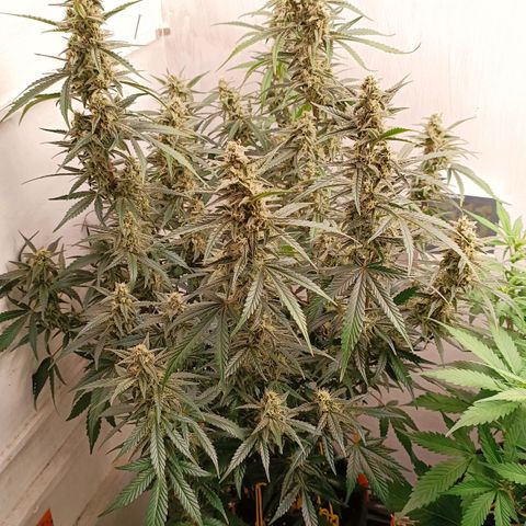 Gorilla Cookies Auto growlog timeline photo