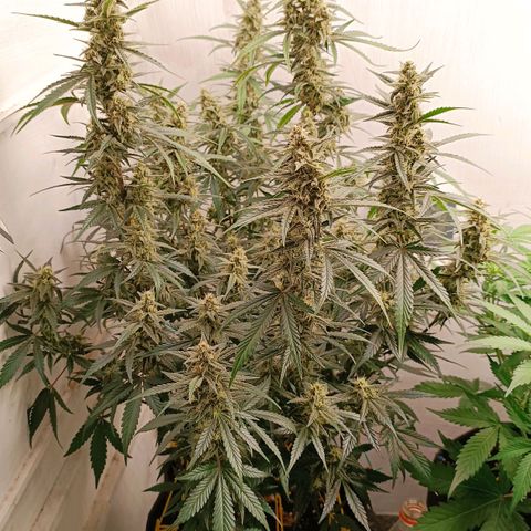 Gorilla Cookies Auto growlog timeline photo