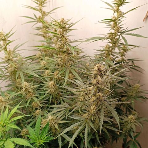 Gorilla Cookies Auto growlog timeline photo