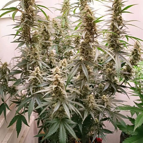 Gorilla Cookies Auto growlog timeline photo