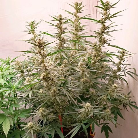 Gorilla Cookies Auto growlog timeline photo