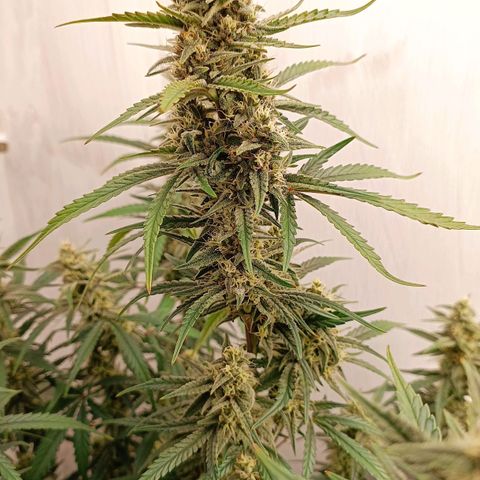 Gorilla Cookies Auto growlog timeline photo